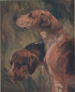 Foxhounds showing Rounded and Unrounded Ear